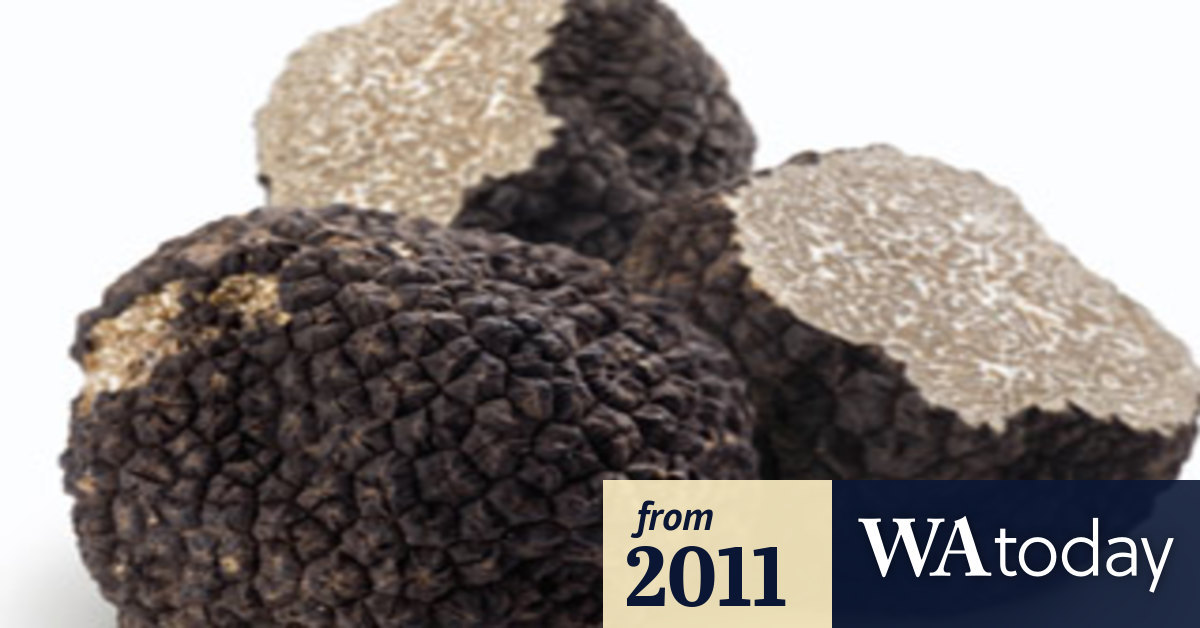 Black truffle season begins in WA